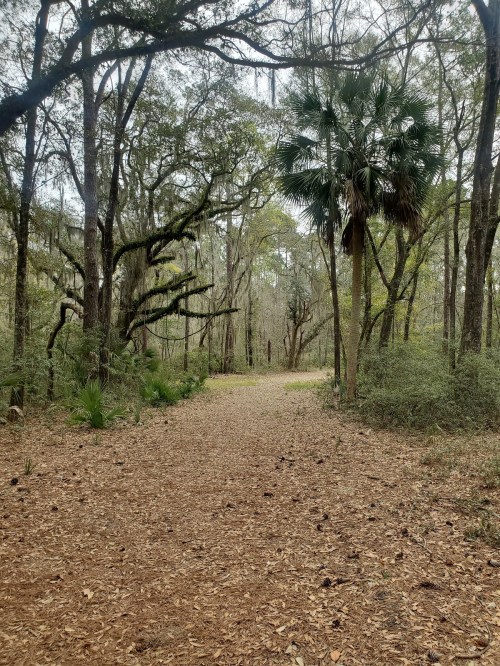 A serene forest path surrounded by trees and greenery, with a mix of sunlight and shade on the ground.