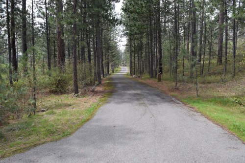 A winding path through a dense forest of tall pine trees, with greenery on either side.