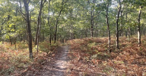 A winding dirt path through a lush forest with green trees and ferns, illuminated by soft sunlight.