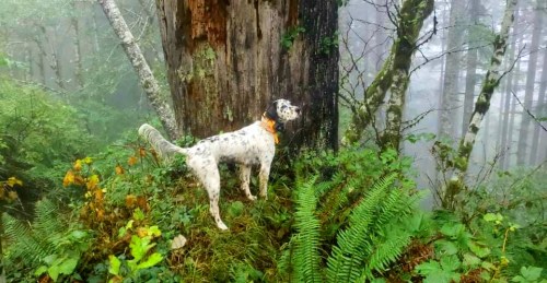 A spotted dog stands on a mossy patch near a large tree in a misty forest, surrounded by ferns and greenery.