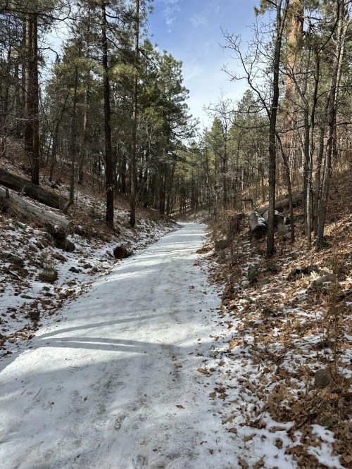 A snowy path winding through a forest of tall pine trees, with scattered leaves on the ground.