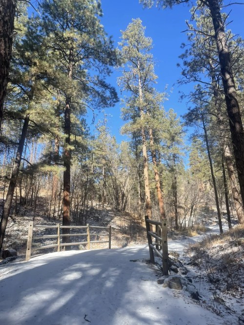 A snowy path winds through tall pine trees under a clear blue sky. A wooden fence lines the trail.