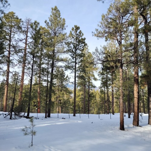 A snowy forest scene with tall pine trees under a clear blue sky.
