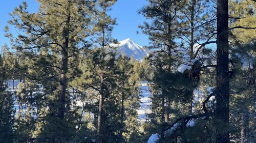 A snowy mountain peak rises above a forest of tall pine trees under a clear blue sky.