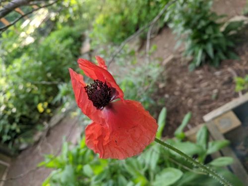 A vibrant red poppy flower stands out against a lush green garden background.