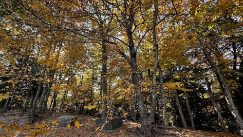 A serene forest scene with trees displaying vibrant autumn leaves and scattered fallen leaves on the ground.