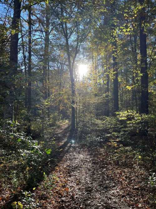 Sunlight filters through trees in a serene forest, illuminating a winding path covered in fallen leaves.