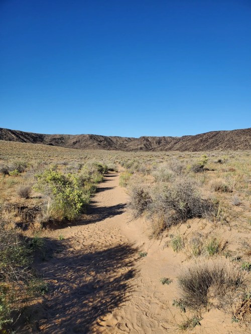 A sandy path winds through a desert landscape with sparse vegetation and mountains under a clear blue sky.