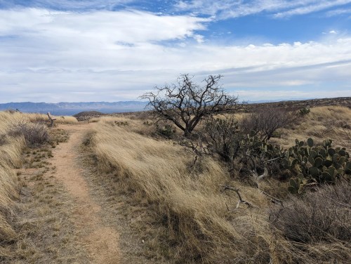 A winding dirt path through dry grassland, with a sparse tree and cacti under a cloudy sky.