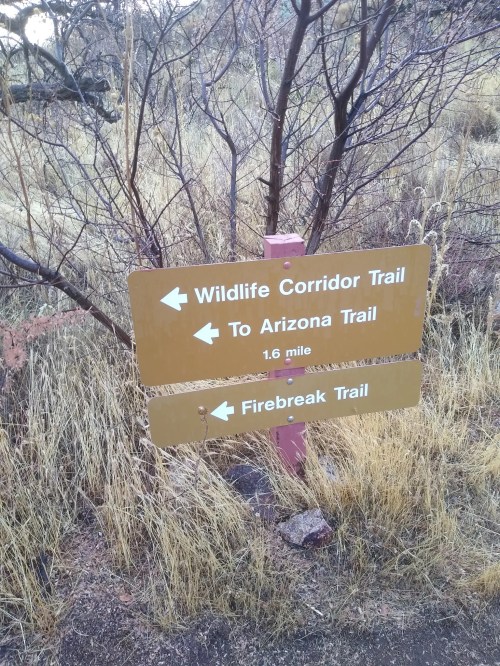 Signpost indicating directions to Wildlife Corridor Trail, Arizona Trail (1.6 miles), and Firebreak Trail.