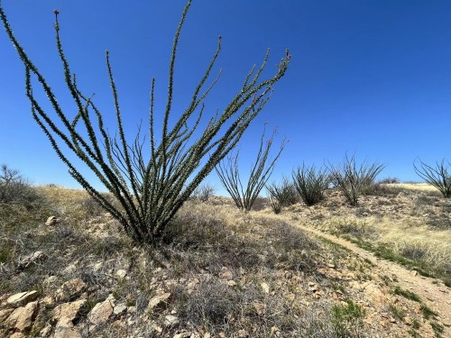 A desert landscape featuring tall, spiky plants against a clear blue sky, with a dirt path winding through the terrain.