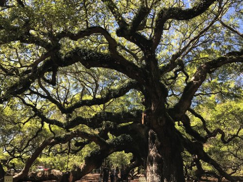 A large, sprawling tree with thick branches and lush green leaves, providing shade to people below.
