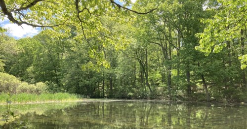 view of a pond surrounded by green trees at potter wood in s. kingstown rhode island