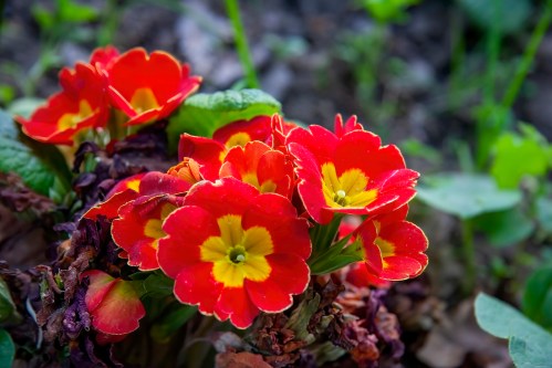 A cluster of vibrant red and yellow flowers surrounded by green leaves and wilted foliage.