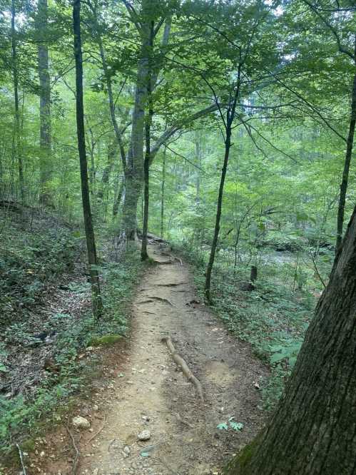 A winding dirt path through a lush green forest, surrounded by tall trees and dense foliage.