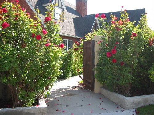 A charming pathway leads to a house, framed by vibrant rose bushes and scattered petals on the ground.