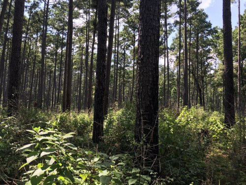 A dense forest with tall pine trees and lush green underbrush under a clear blue sky.