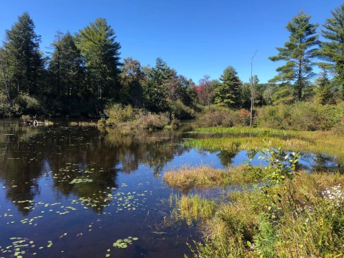 A serene pond surrounded by trees and lush greenery under a clear blue sky. Reflections shimmer on the water's surface.