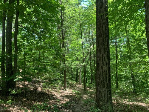 A lush green forest with tall trees and a winding path through the foliage, illuminated by sunlight.
