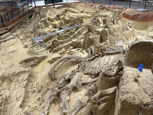 Excavation site displaying large dinosaur bones embedded in sandy soil, with a metal platform and numbered markers.