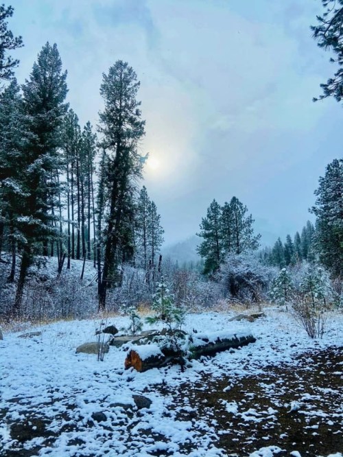 A snowy landscape with tall pine trees and a soft, cloudy sky, creating a serene winter scene.