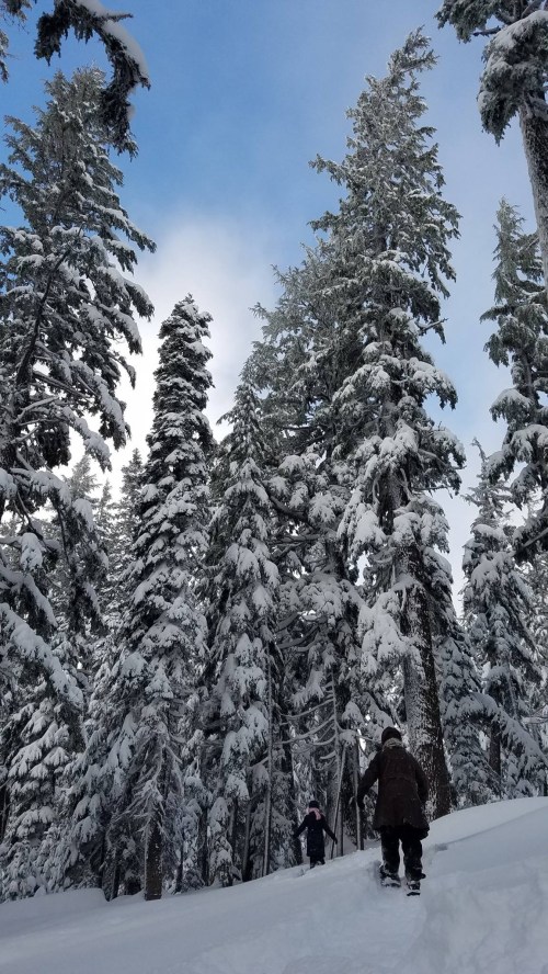 Two people walk through a snowy forest, surrounded by tall, snow-covered trees under a blue sky.