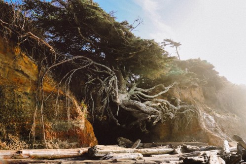 A gnarled tree with exposed roots grows from a rocky cliff, surrounded by logs and a misty sky.