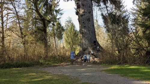 A large tree stands in a park, with people exploring its base and surrounding greenery on a sunny day.