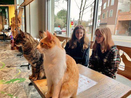 Two girls sit at a table in a café with a tabby cat and a white cat in the foreground, looking out the window.