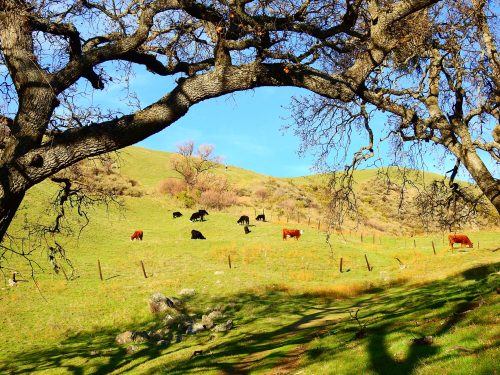 A scenic landscape with cows grazing on green hills, framed by tree branches under a clear blue sky.