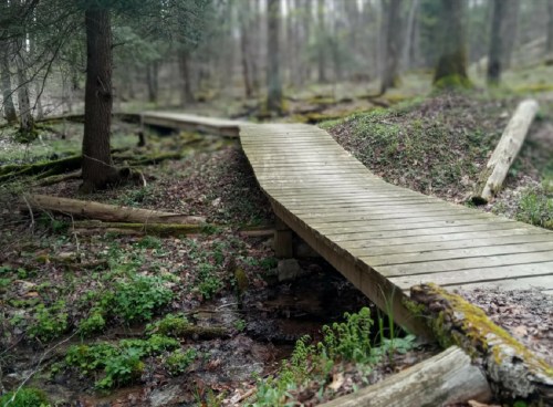 A wooden bridge winding through a forest, surrounded by greenery and trees, with a serene, natural atmosphere.