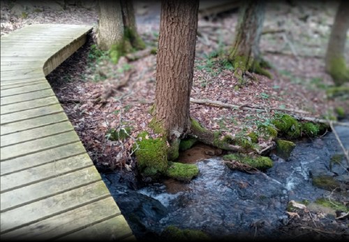 A wooden walkway curves alongside a small stream, surrounded by trees and mossy rocks in a forested area.