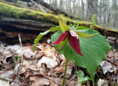 A close-up of a red trillium flower with green leaves, set against a forest floor covered in leaves and moss.