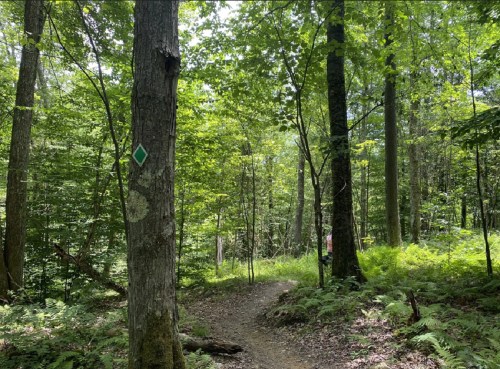 A lush green forest with a winding dirt path and trail markers on trees, surrounded by ferns and sunlight filtering through leaves.