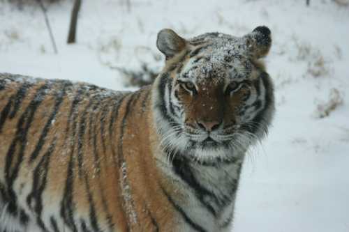 A close-up of a tiger with snow on its fur, standing in a snowy landscape.