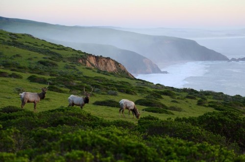 Three deer graze on a lush green hillside overlooking a misty coastline at sunset.