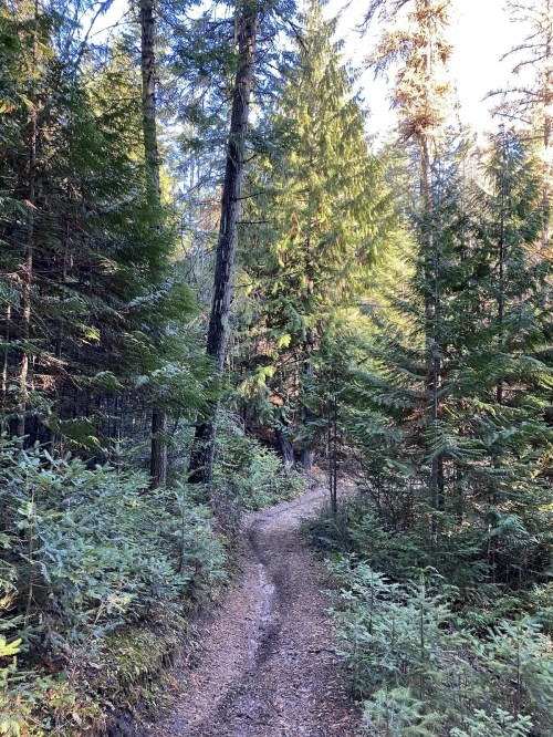 A winding dirt path through a lush green forest with tall trees and sunlight filtering through the leaves.