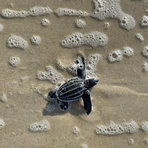 A small sea turtle on wet sand, surrounded by bubbles and gentle waves.