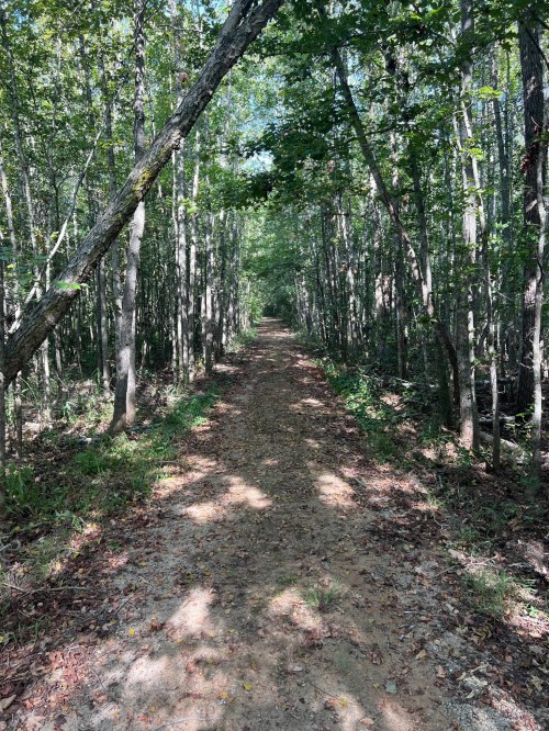 A dirt path winding through a lush, green forest with tall trees and dappled sunlight.