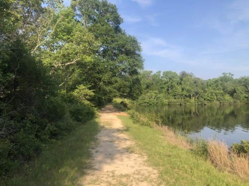 A serene path lined with trees beside a calm lake under a clear blue sky.