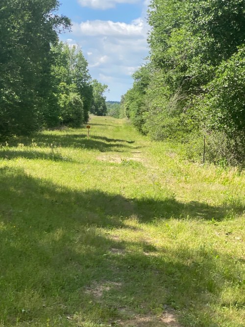 A grassy path lined with trees under a blue sky, leading into the distance.