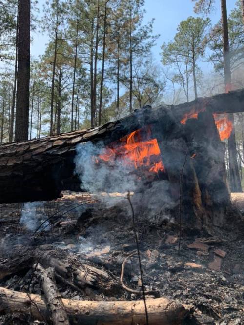 A fallen tree smolders with flames and smoke in a forest, surrounded by tall pine trees.