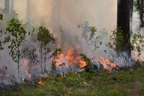 A forest fire burns through underbrush, surrounded by smoke and charred vegetation.