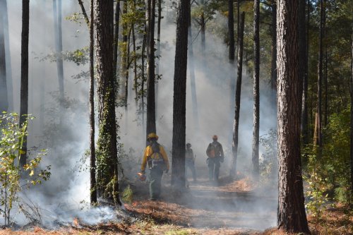 Firefighters walk through a smoky forest, surrounded by tall trees and low-lying smoke from a controlled burn.