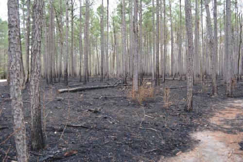 A forest of tall pine trees with blackened ground, indicating recent fire damage, surrounded by green foliage.