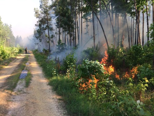 A dirt path through a forest with smoke and flames from a fire on one side, and a person standing in the distance.