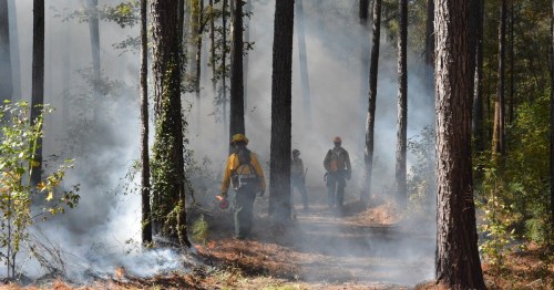 Firefighters walk through a smoky forest, surrounded by tall trees, as they manage a controlled burn.