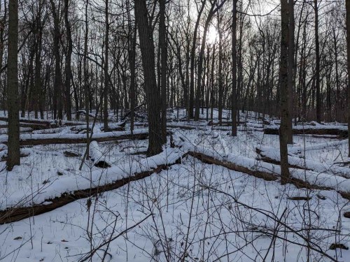 A snowy forest scene with fallen trees and bare branches, illuminated by soft sunlight in the background.
