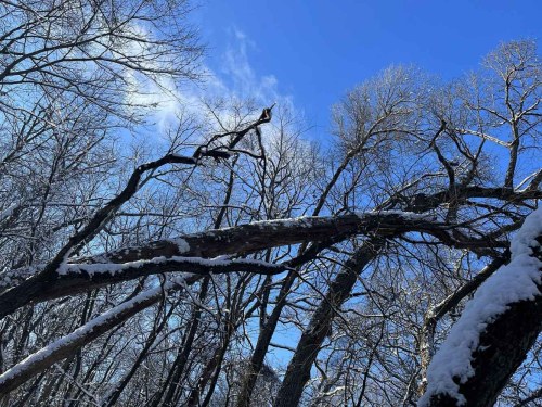 A snowy landscape with bare trees against a bright blue sky, showcasing branches covered in white snow.