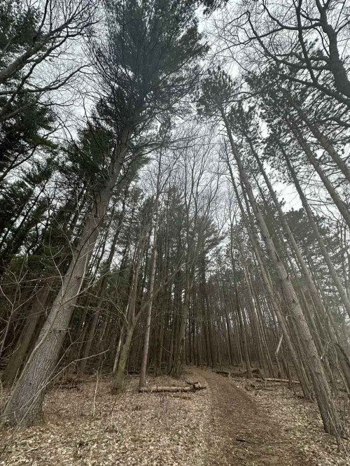 A narrow path winds through a dense forest of tall trees, with bare branches and a cloudy sky above.